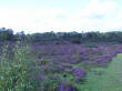 Tadley